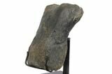 Fossil Hadrosaur Phalange (Toe Bone) - Montana #145210-1